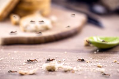 Prevent Food Contamination With Professional Ant Extermination Service