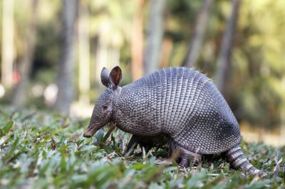 Armadillo Relocation - Armadillo Relocation Memphis, Tennessee