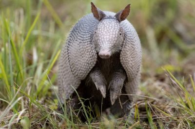 Armadillos Burrow and Carry Diseases!