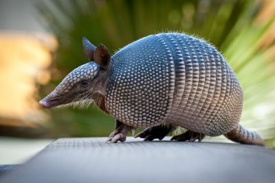 Get Armadillos Removed Safely!