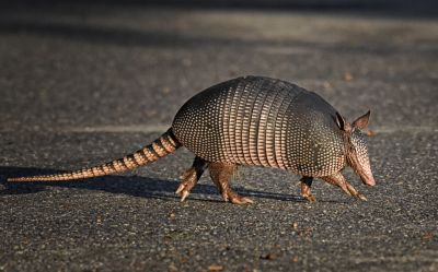 Get Rid of Armadillos That Can be a Nuisance!