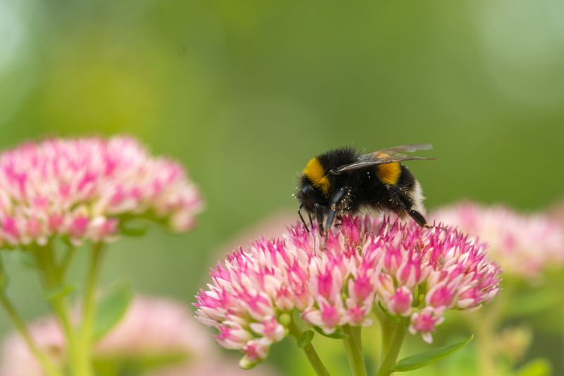Bumblebee Extermination