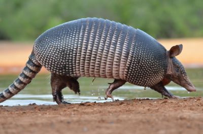 Protect Your Lawn and Garden from Armadillos!