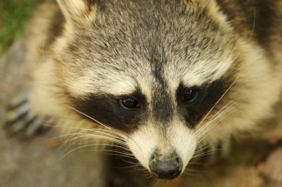 Attic Racoon Removal