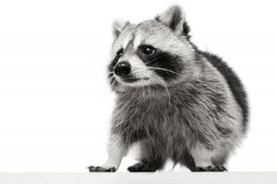 Get a Racoon Removed from Your Attic