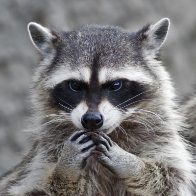 Racoons are Dangerous