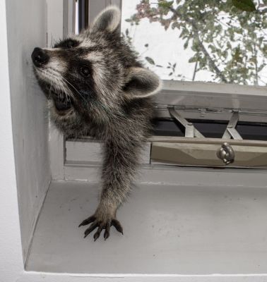 Racoons are Smart