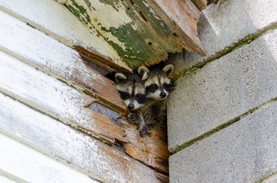 Racoons Cause Destruction