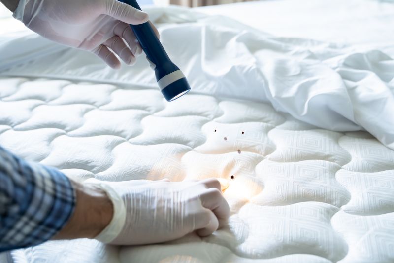 Commercial Bed Bugs Pest Control