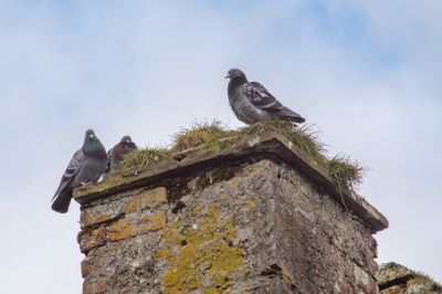 Birds Chimney