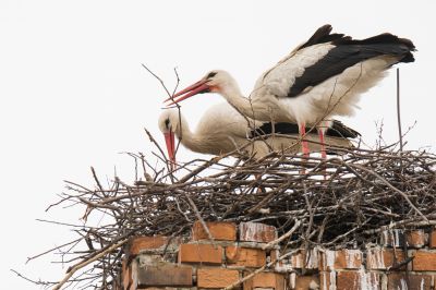 Avoid Damage Birds Cause to Buildings!