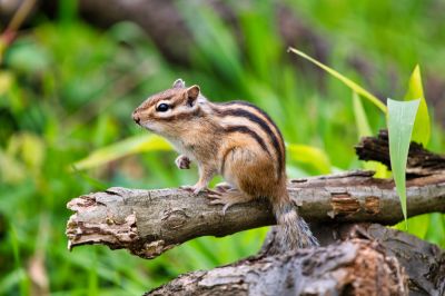 Keep Chipmunks Off Your Property with Chipmunk Removal!