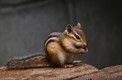 Chipmunk Removal