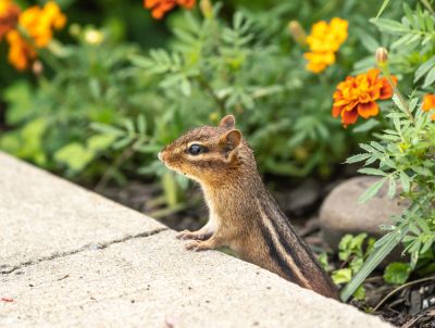 Prevent Damage to Wires and Your Foundation with Chipmunk Removal!