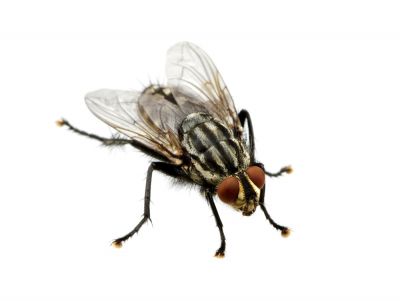 A Dead Animal Will Bring Flies and Other Pests