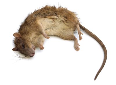A Dead Animal Will Cause Odors