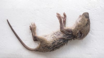 Dead Animal Removal