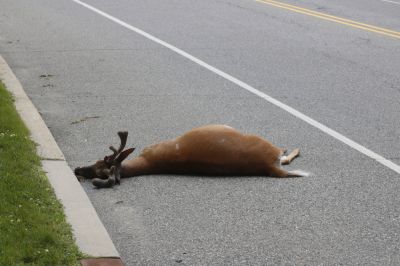 Remove Dead Deer