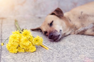 Remove Dead Dog