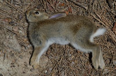 Remove Dead Rabbit