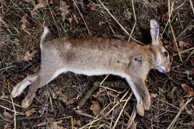 Get Rid of the Smell of a Dead Animal!