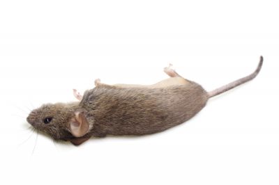 Dead Rodent Removal Service