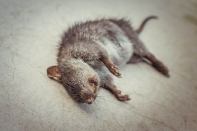 Dead Rodent Removal
