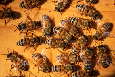 Bee Control Service