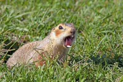 Gopher Extermination Service