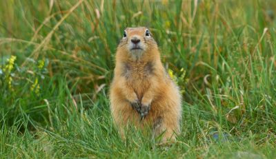 Protect Your Plants from Gophers!