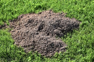 Eliminate Gopher Damage