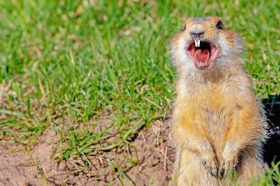 Keep Your Pets Safe from Gophers