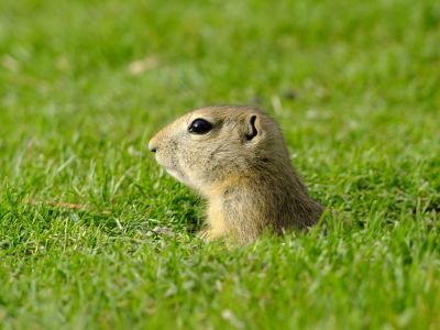 Maintain Your Yard and the Landscape