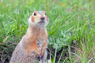 Remove Gophers Safely and Efficiently