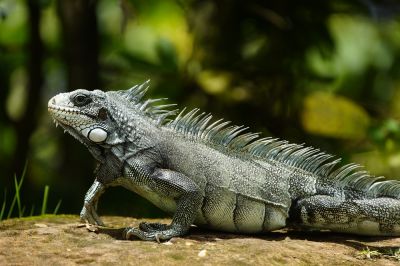 Reptile Control