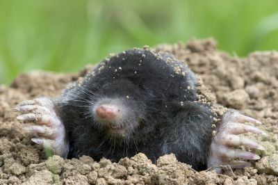 Mole Extermination Service