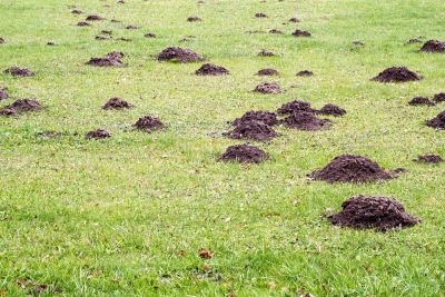 Moles Create Mounds