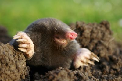 Get Professional Mole Removal Services