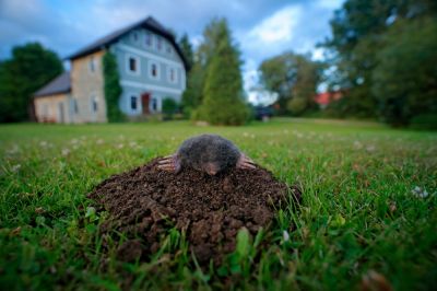 Exterminate Moles at Your Residence