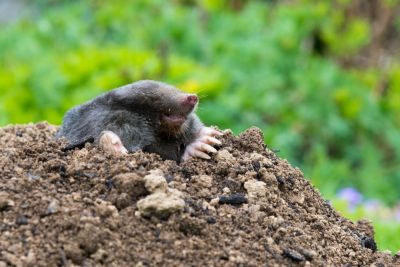 Keep Moles Away!