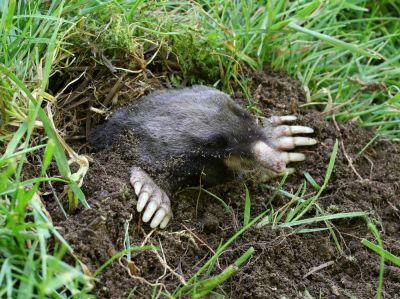 Mole Removal Service - Mole Removal Service New Orleans, Louisiana