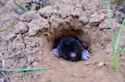 Moles are a Nuisance!