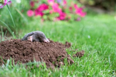 Protect Your Lawn!