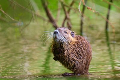 Muskrat Removal Service