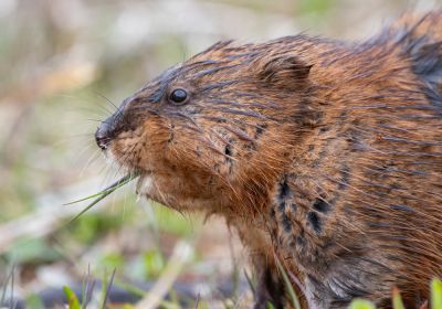 Protect Against Muskrat Infestation!