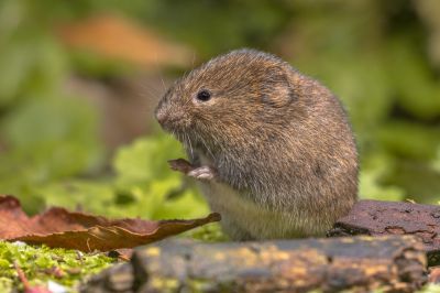 Vole Removal Service