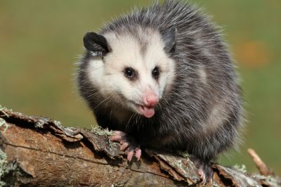 Human-Wildlife Conflict Resolution