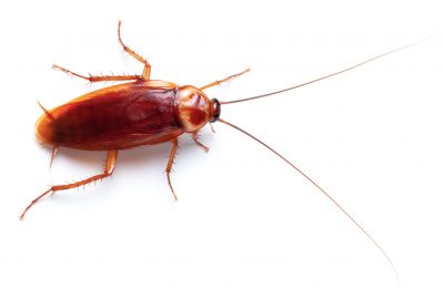 Roaches Can Cause Problems with Allergies!