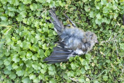Safely and Efficiently Remove Deceased Animals!