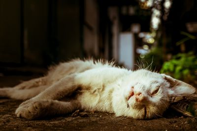 Dead Cat Removal Service